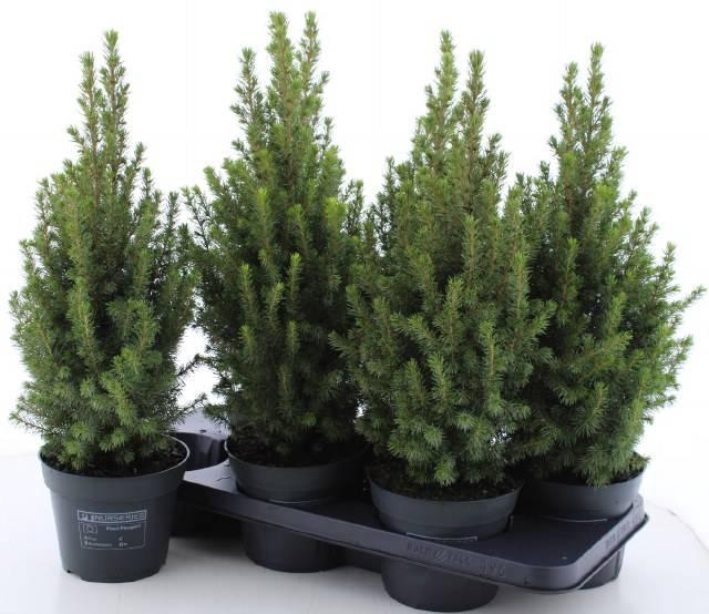 <h4>PICEA GL PERFECTA P15</h4>
