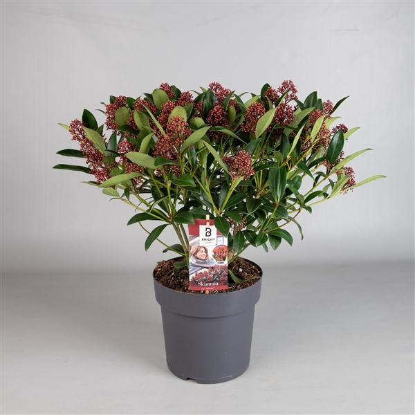 <h4>Skimmia Rubella 25+</h4>