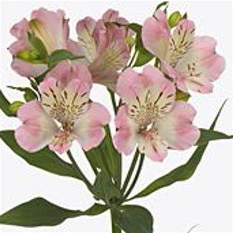 <h4>ALSTROEMERIA WONDER SWEET</h4>