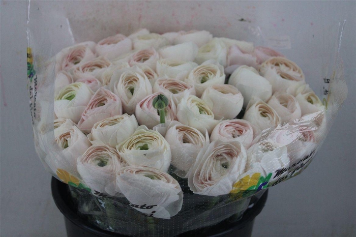 <h4>Ran Cloni Sup Hanoi</h4>