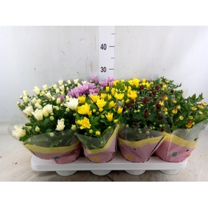 Chrysanthemum   ..mix 7