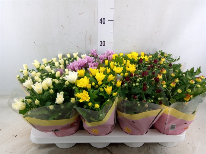 <h4>Chrysanthemum   ..mix 7</h4>