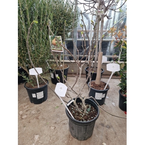 FICUS CARICA