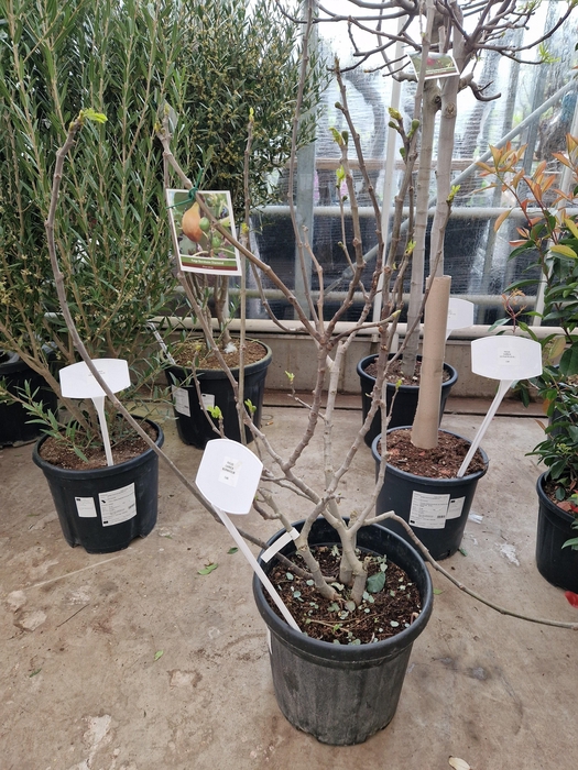 <h4>FICUS CARICA</h4>