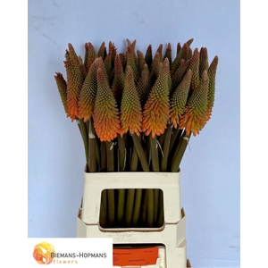 Kniphofia Alcazar Biemans