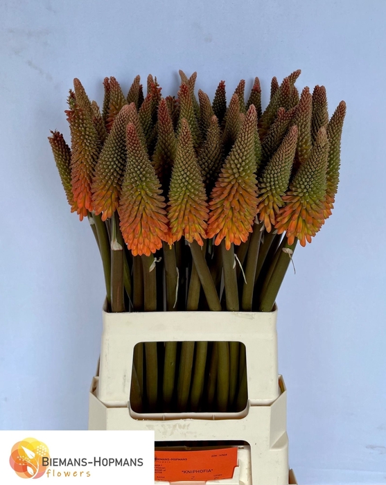 <h4>Kniphofia Alcazar Biemans</h4>