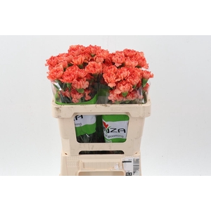 Di St Cowboy 50cm