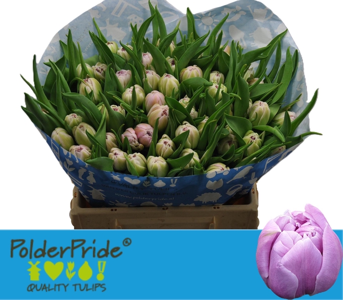 <h4>TU DU HASHTAG</h4>