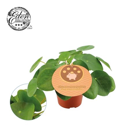 <h4>Pilea Peperomioides</h4>