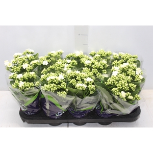 KALANCHOE DOBRADO P11 BRANCO