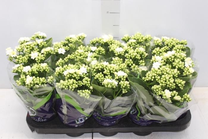 <h4>KALANCHOE DOBRADO P11 BRANCO</h4>