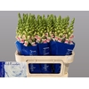 Antir Appleblossom Beentjes