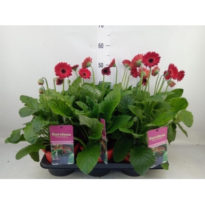 Gerbera  'Garvinea Sweet Love'
