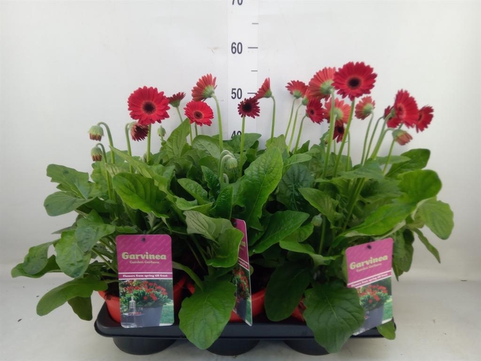 <h4>Gerbera  'Garvinea Sweet Love'</h4>