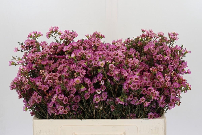 <h4>Chamelaucium Adi</h4>