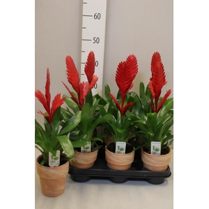 ARR BROMELIA