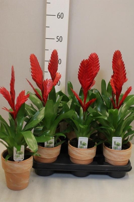 <h4>ARR BROMELIA</h4>