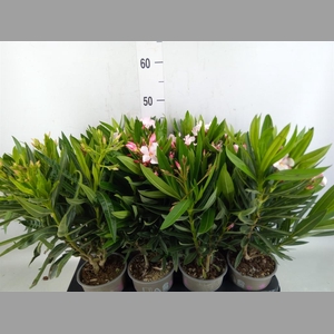 Nerium oleander   ...