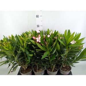 Nerium oleander   ...