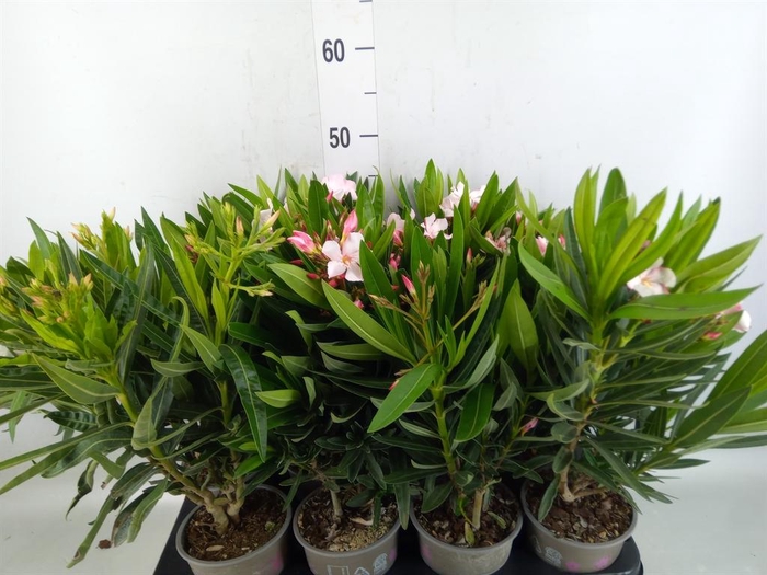 <h4>Nerium oleander   ...</h4>