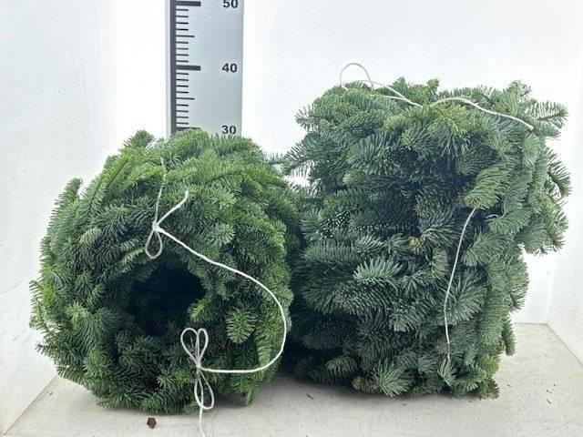 <h4>KRANS NOBILIS H%</h4>