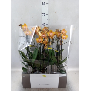 Phalaenopsis multi. 'Ant Las Vegas'