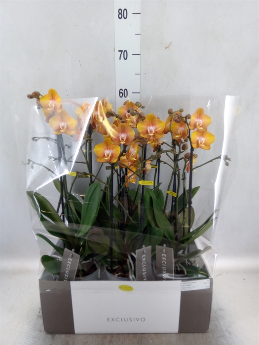 Phalaenopsis multi. 'Ant Las Vegas'