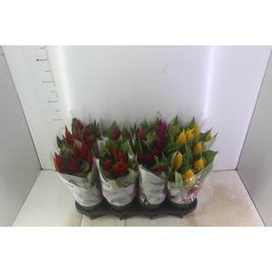 CELOSIA P14 VARIADO