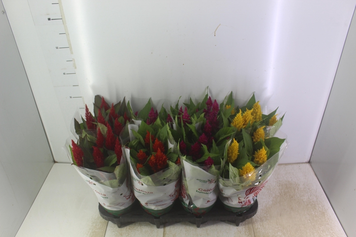 <h4>CELOSIA P14 VARIADO</h4>