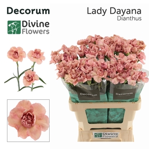DI ST LADY DAYANA
