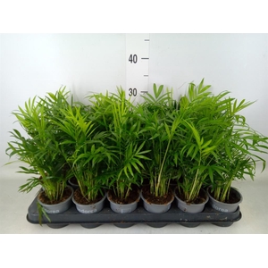 Chamaedorea elegans