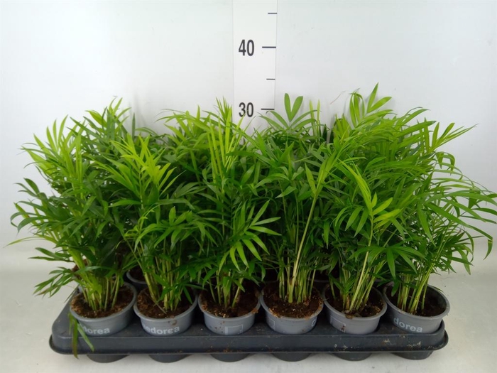 <h4>Chamaedorea elegans</h4>