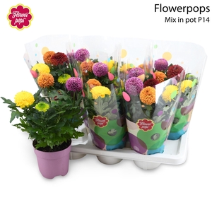 Flowerpops