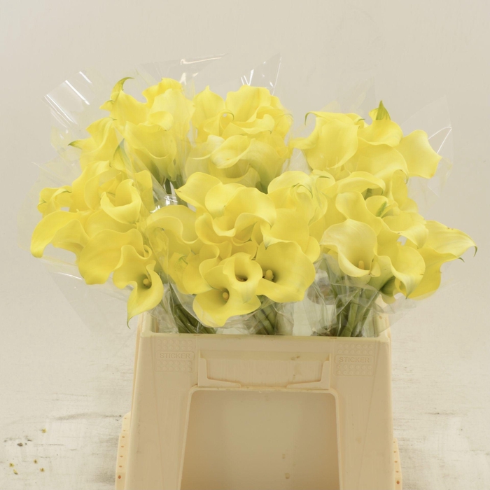 <h4>Calla Alice Springs</h4>