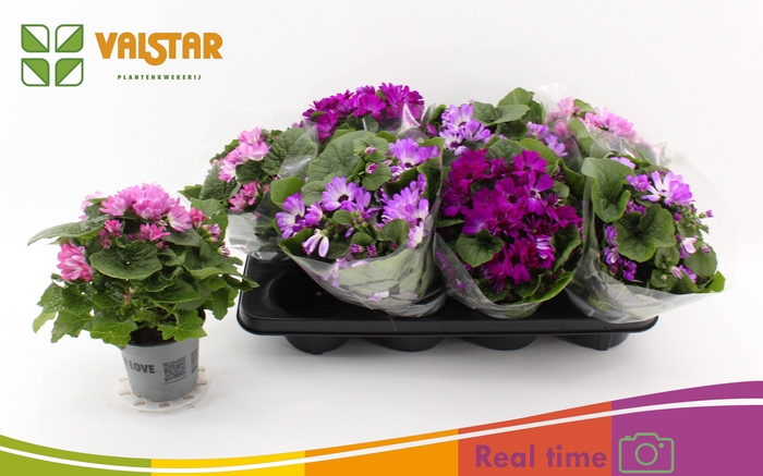 <h4>PERI C SEN GEM</h4>