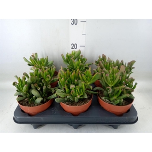 Crassula ovata 'Gollum'