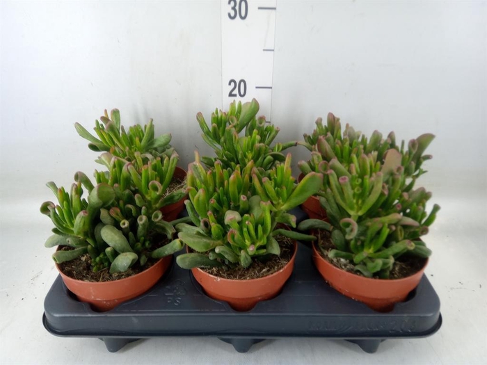 <h4>Crassula ovata 'Gollum'</h4>
