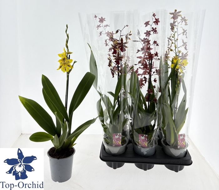 <h4>CAMBRIA GRP GEM</h4>