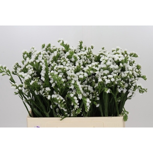 Limonium Sinuatum Silvery Sun Birds