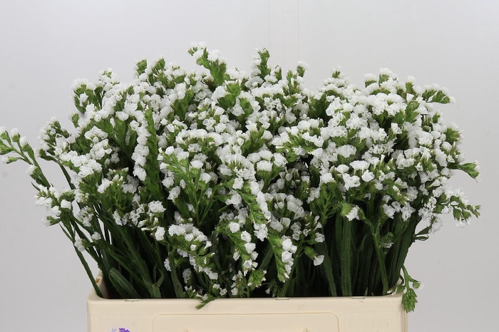 <h4>Limonium Sinuatum Silvery Sun Birds</h4>