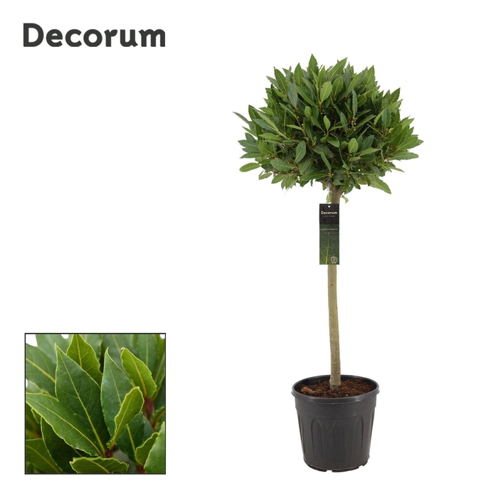 <h4>Laurus nobilis Bol op stam</h4>