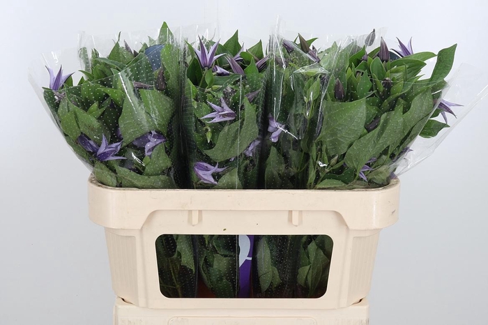 <h4>Clem Star River Lavendel</h4>