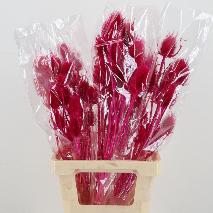 <h4>DROOGBL BEWERKT H%</h4>