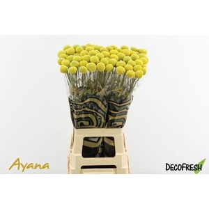 Craspedia glob Paintball Pop