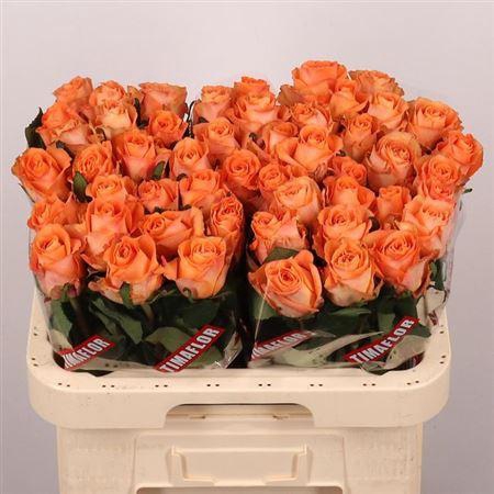 <h4>R Gr On Fire</h4>