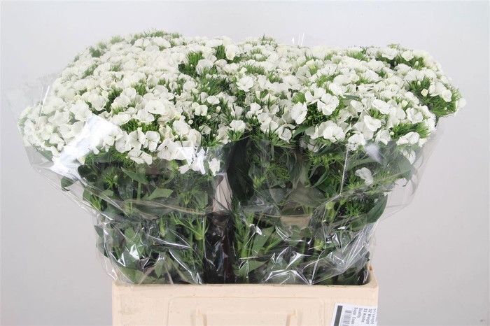 <h4>Di Barb Duke Bre</h4>