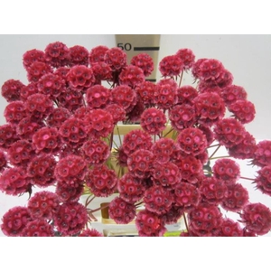 Scabiosa Cerise