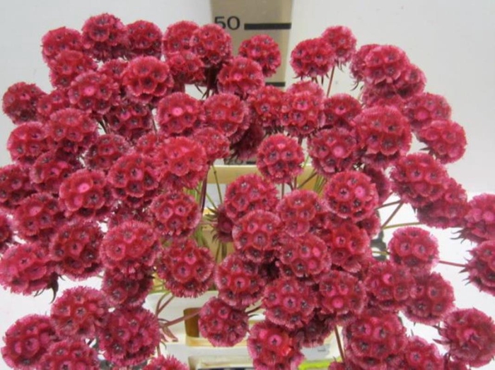 <h4>Scabiosa Cerise</h4>