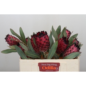Protea Barbigera Ruby Princess