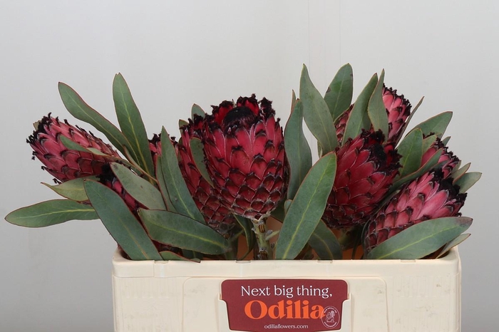 <h4>Protea Barbigera Ruby Princess</h4>